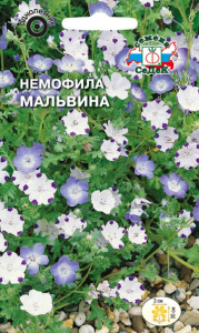 Немофила Мальвина (стелющаяся) купить