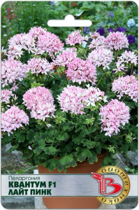Пеларгония Квантум F1 Лайт Пинк купить