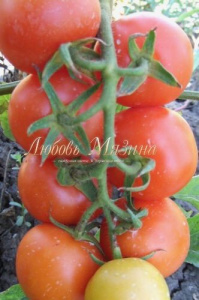 Томат Очарование  купить