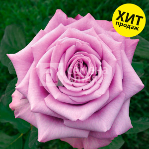 Роза Кул Ватер купить