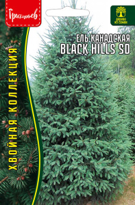 Ель Black Hills SD канадская купить