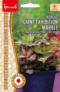 Колеус Гигант Эксибишн Марбел (Giant Exhibition Marble) купить