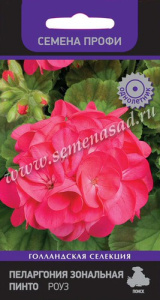 Пеларгония зональная Пинто Роуз  купить