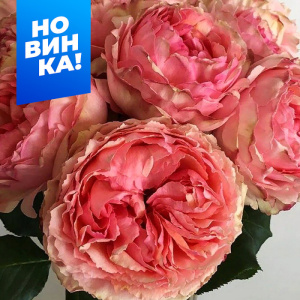 Роза Саламансар купить