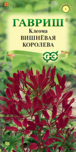 Клеома Вишневая королева  купить