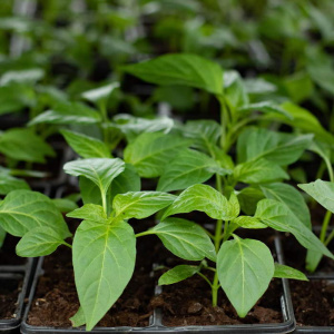 Перец острый Астраханский рассада 1шт ов095/10/40 купить