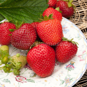 Земляника Диамант садовая ремонт.крупн. купить