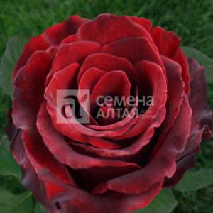 Роза Фиджа Негро купить