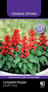 Сальвия Редди Брайт Ред купить