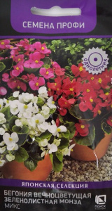 Бегония Монза Микс вечноцветущая купить