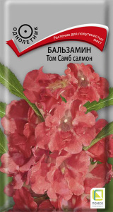 Бальзамин Том Самб салмон купить