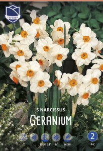 Нарцисс мелкокорончатый "Geranium" (1х5шт) купить