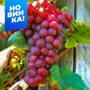 Виноград Калина