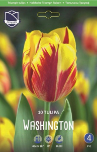 Тюльпан триумф "Washington" (1х10шт) купить