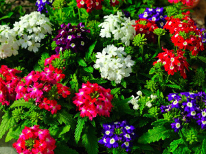 Вербена гибридная Обсешн Микс (смесь) 1шт В119/40 купить