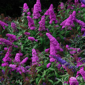 Буддлея Давида Нано Пепл купить