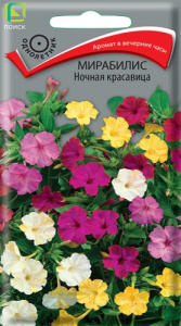 Мирабилис Ночная красавица купить