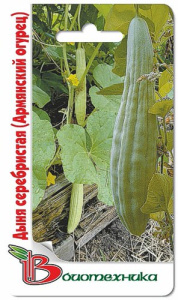 Дыня Серебристая 8шт  (армянский огурец) купить