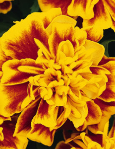 Тагетес отклоненный Бонанза Би (красно-желтый) 1шт Т210/54 купить