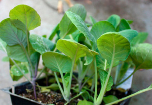 Капуста брюссельская Геркулес 1шт/40 ов048 купить