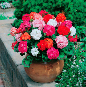 Пеларгония зональная Мультиблум Микс (смесь) 1шт П105/24 купить