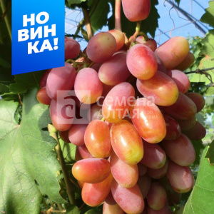 Виноград Шахерезада купить