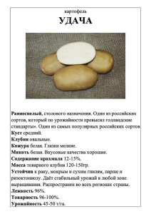 Картофель Удача А5 фото купить