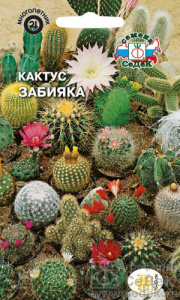 Кактус Забияка  купить