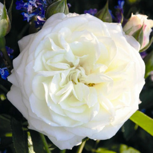 Роза Алабастер купить