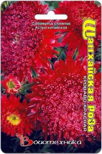Астра Шанхайская роза Кроваво-Красная  купить