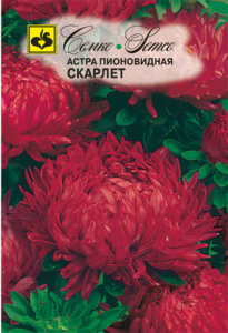 Астра Скарлет пионовидная купить