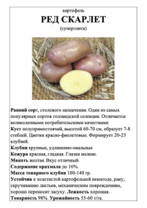 Картофель Ред Скарлет А5 фото купить