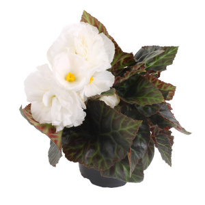 Бегония клубневая Фортуна Уайт (белая) 1шт Б328/24 купить