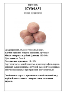 Картофель Кумач А5 фото купить