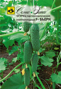 Огурец Бьерн F1  купить