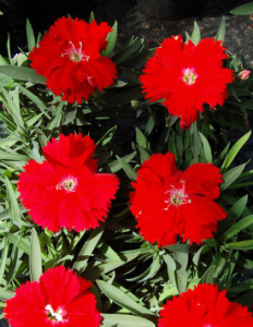 Гвоздика китайская Диана Скарлет Пикотти (светло-розовая с темно-красным центром)/24 Г203 купить