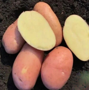 Картофель семенной Гранд 2кг (Суперэлита)/10 купить