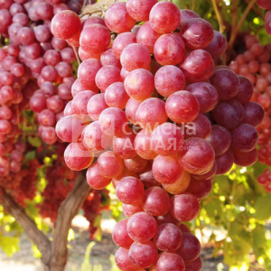 Виноград Новый русский купить
