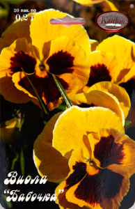 Виола Бабочка/1шт купить