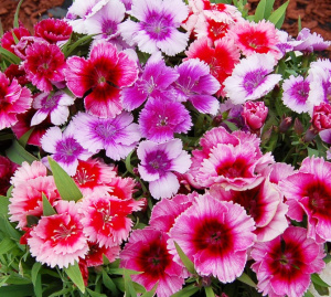 Гвоздика китайская Диана Пикоти Микс (смесь с каймой) 1шт Г207/24 купить