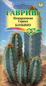 Цереус Герцога Бамбино  купить