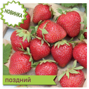 Земляника Летиция садовая  купить