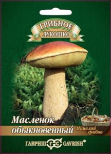 Масленок на зерновом субстрате  купить