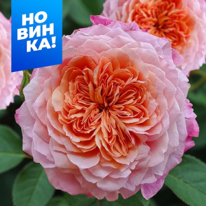 Роза Мияби купить