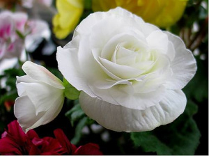 Бегония клубневая Нонстоп Уайт (белая) 1шт Б308/24 купить