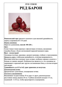 Лук Ред Барон фото А5 купить