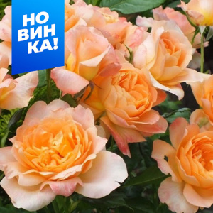 Роза Шерлок Холмс купить