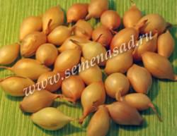 Лук севок Стурон  (Россия) 2 группа  1 кг /20 купить