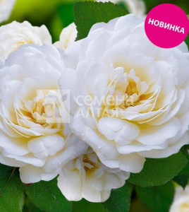 Роза Скай хилл купить