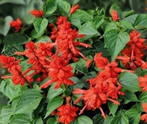 Сальвия низкорослая Редди Брайт Ред F1 (красная) 1шт купить